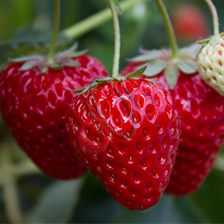 Buah Strawberry: Si Kecil yang Manis dan Berkhasiat