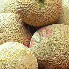 Melon – Buah “Mahal”